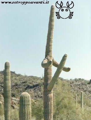 E che cactus!!