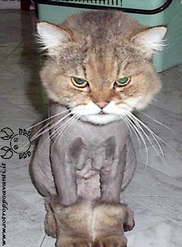Gatto ar...rapato
