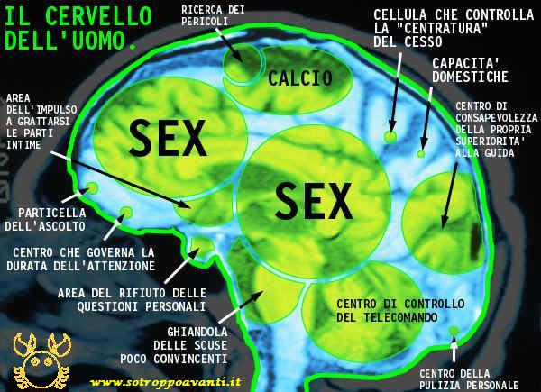 Il cervello maschile
