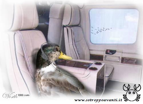 In volo