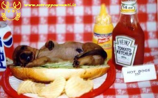 Panino