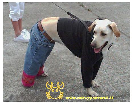 Questa è la moda